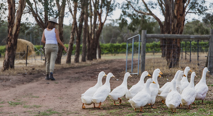 Geese at the Weathercraft property